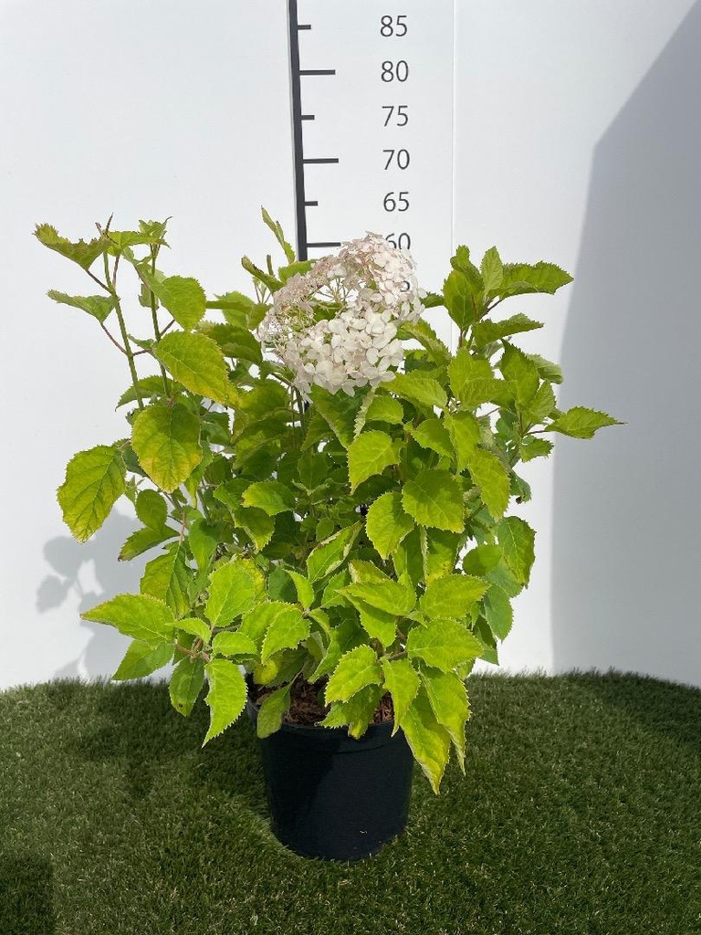 Hydrangea arborescens Candybelle Marshmallow C3 30-40