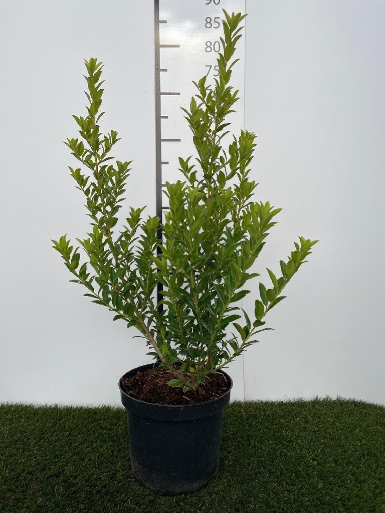 Ilex maximowicziana Kanehirae C3 40-60