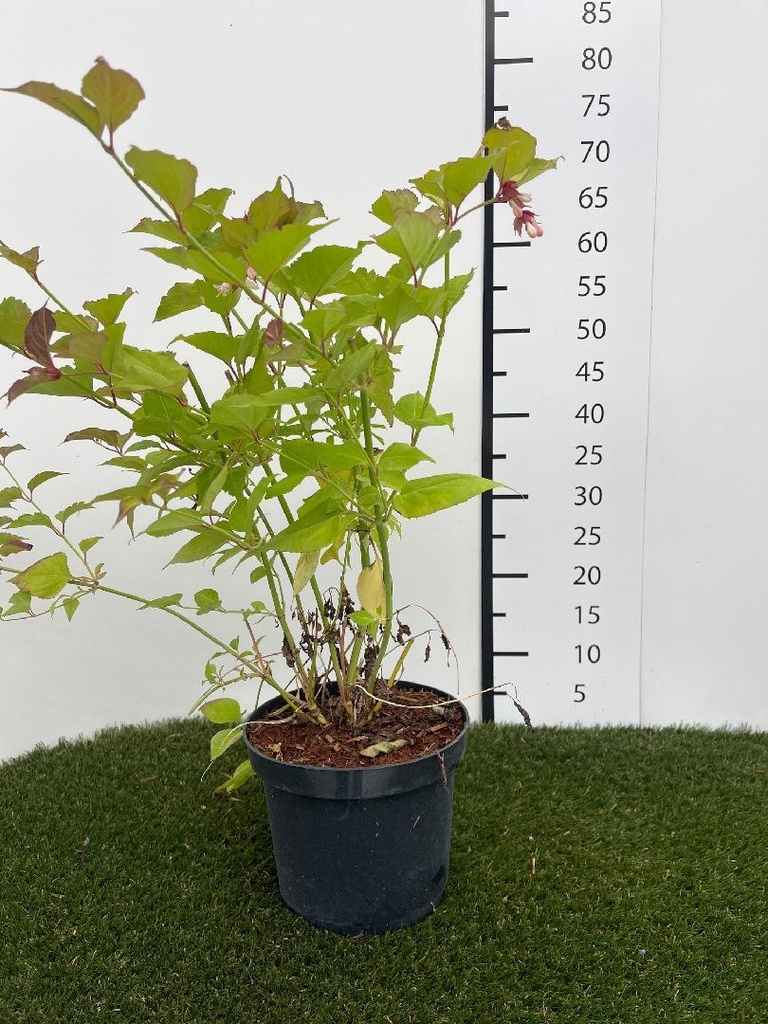 Leycesteria formosa Purple Rain C3 40-50