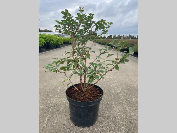 Prunus incisa Kojou-no-mai C3 30-40