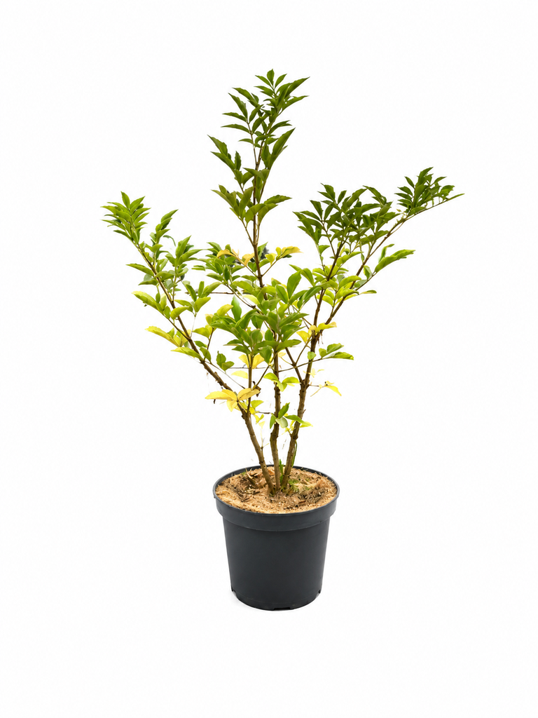 Sambucus nigra C7,5 50-60