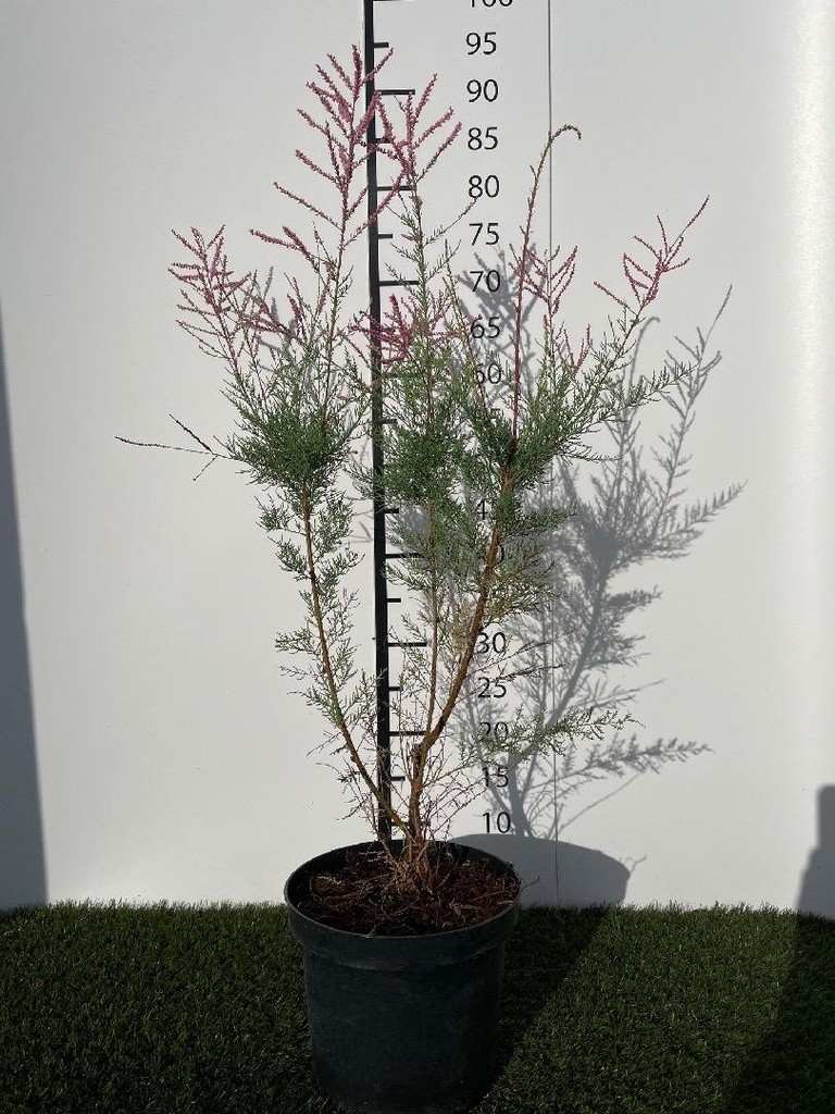 Tamarix tetrandra rubra C3 40-50