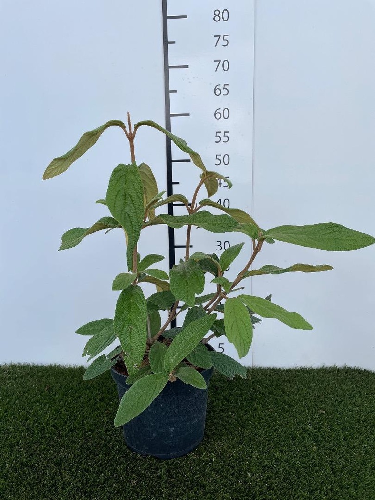 Viburnum rhytidophyllum C3 40-50