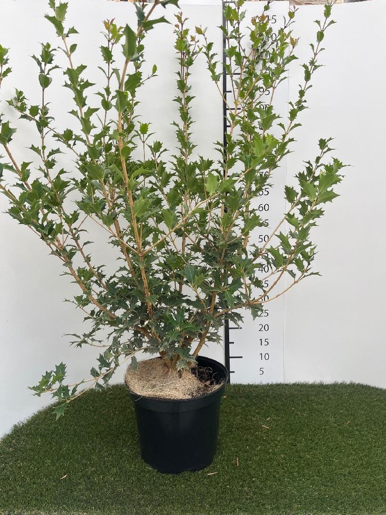 Osmanthus  Heterophyllus C7.5 80-100