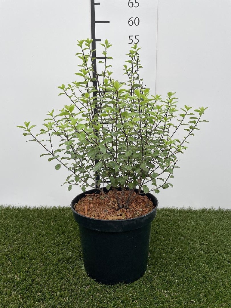 Pittosporum tenuifolium  C3 30-40