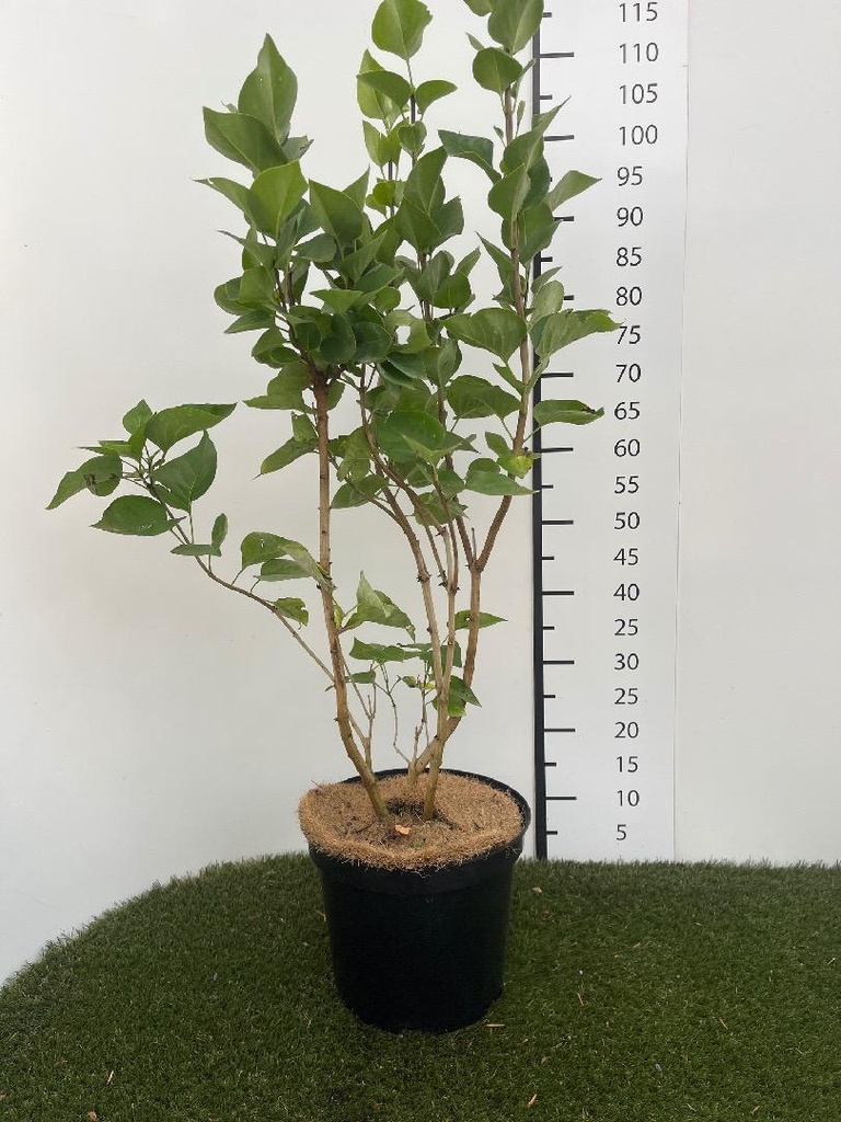 Syringa vulgaris Carpe Diem C7.5 60-80