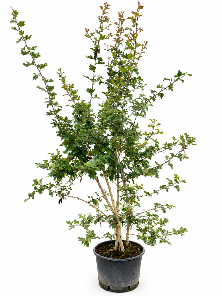 Crataegus monogyna C30 125-150