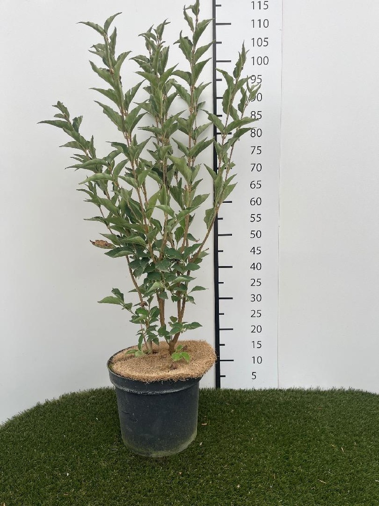 Syringa patula  Miss Kim C7.5 60-80
