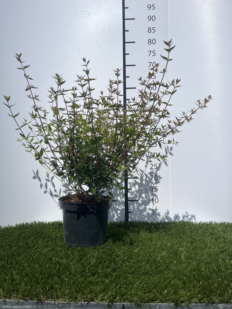 Abelia  Grandiflora Prostrata C3 25-30