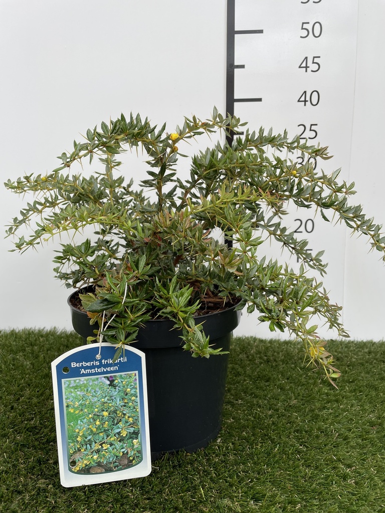 Berberis  Frikartii Amstelveen C3 25-30