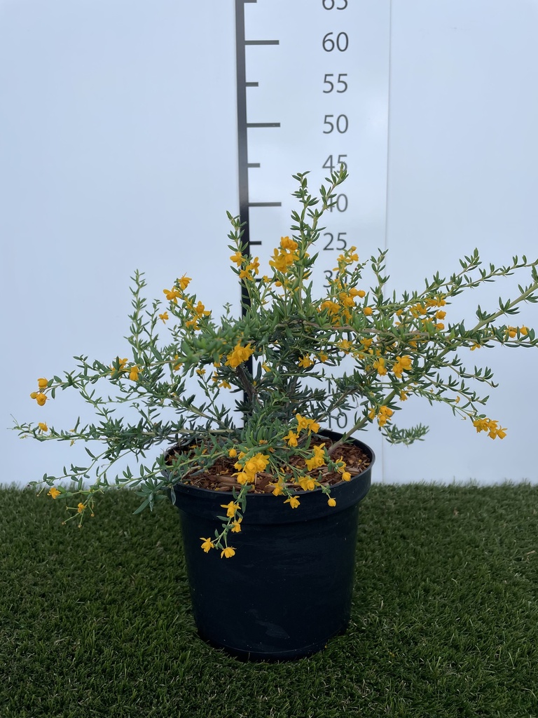 Berberis  Stenophylla C3 40-50