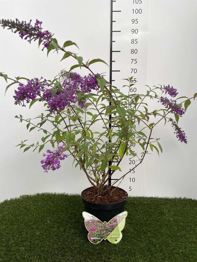Buddleja  Argus Velvet C3 40-60