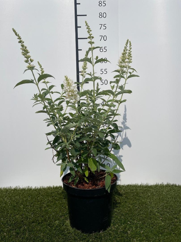 Buddleja  Argus White C3 40-60