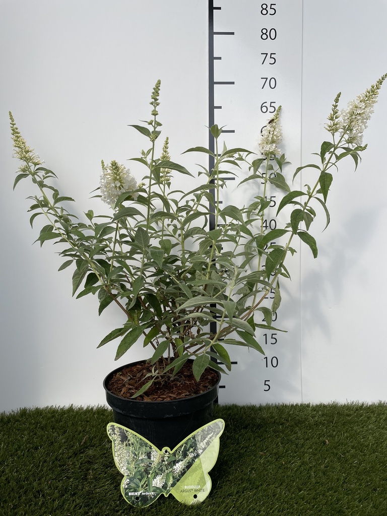 Buddleja  Argus White C3 40-60