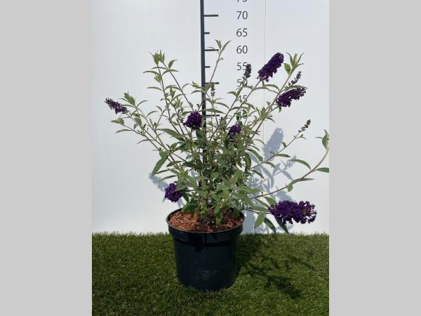 Buddleja  davidii Black Knight C3 40-60
