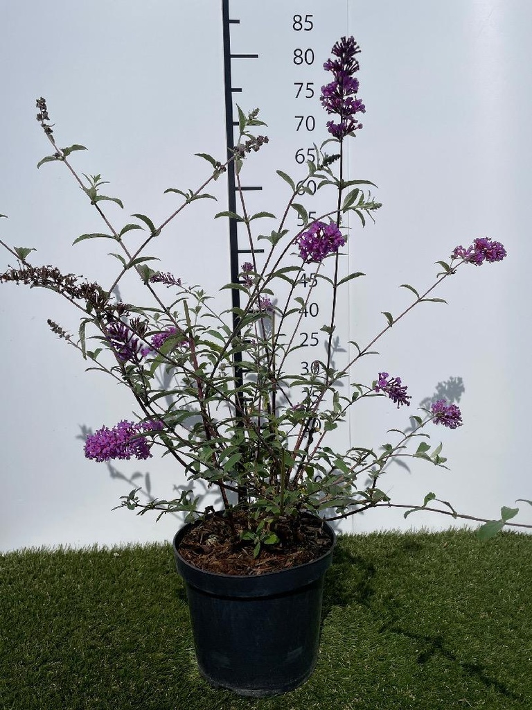 Buddleja  davidii Peacock C3 40-60