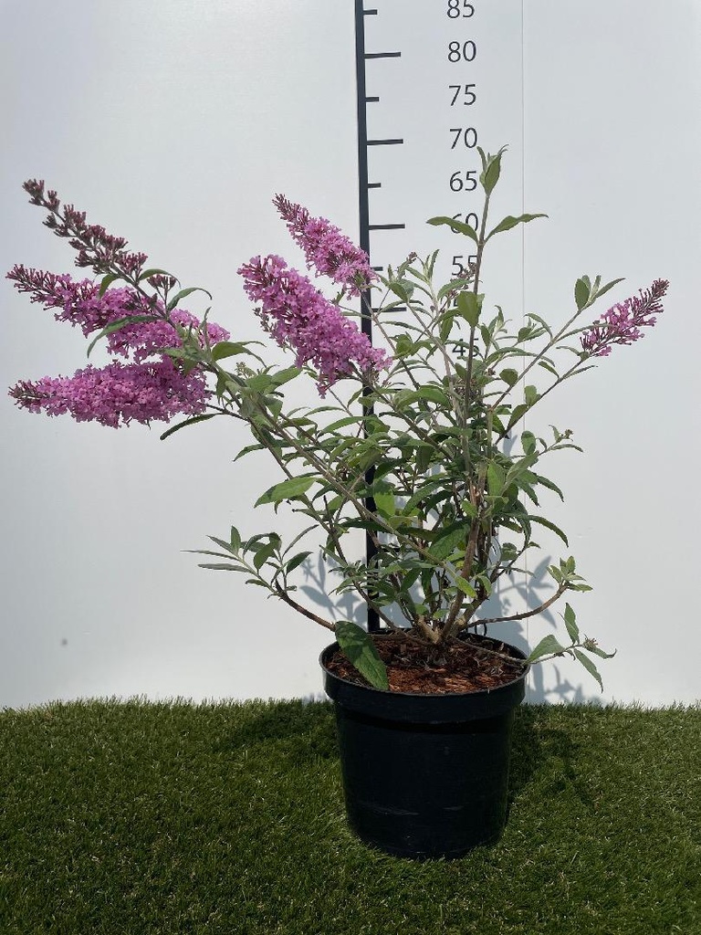 Buddleja  davidii Pink Delight C3 40-60