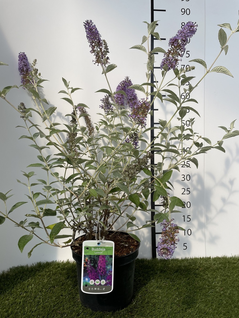 Buddleja  Lochinch C3 40-60
