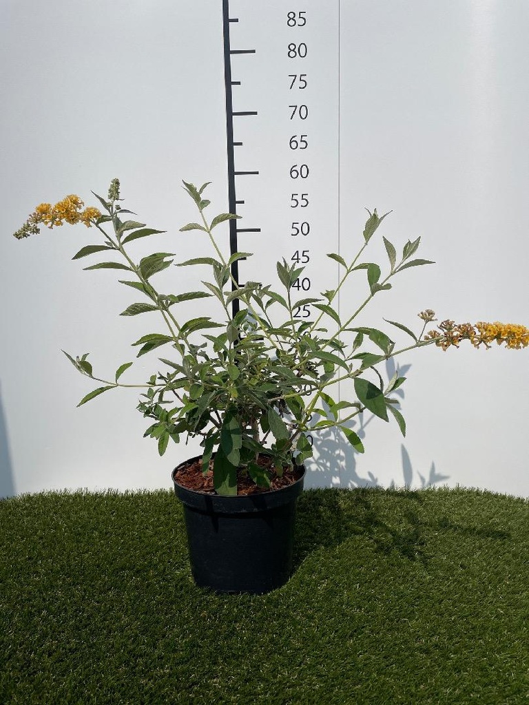 Buddleja  weyeriana Sungold C3 40-60