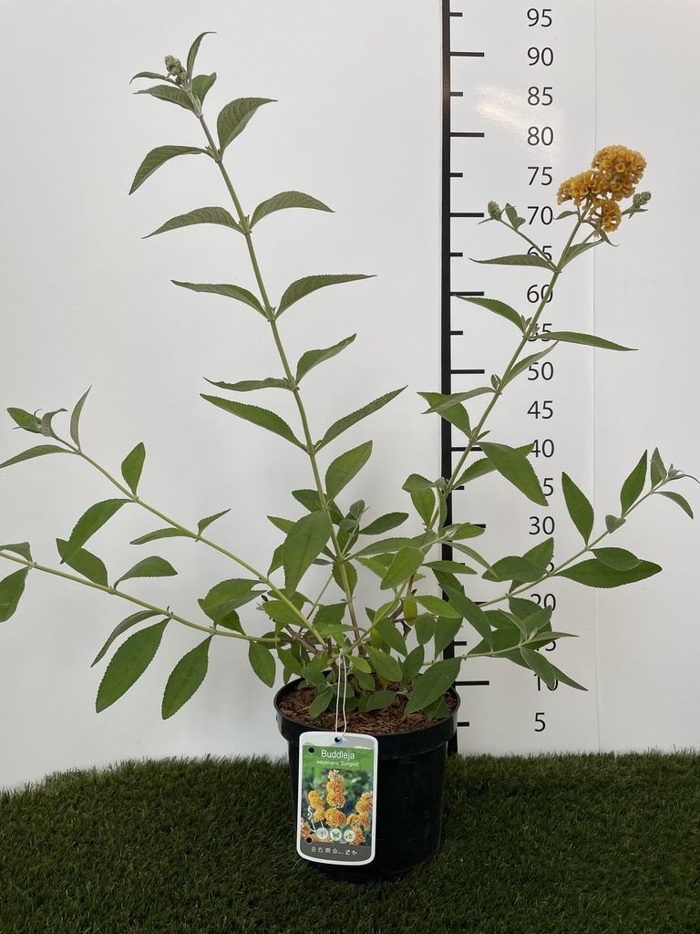 Buddleja  weyeriana Sungold C3 40-60