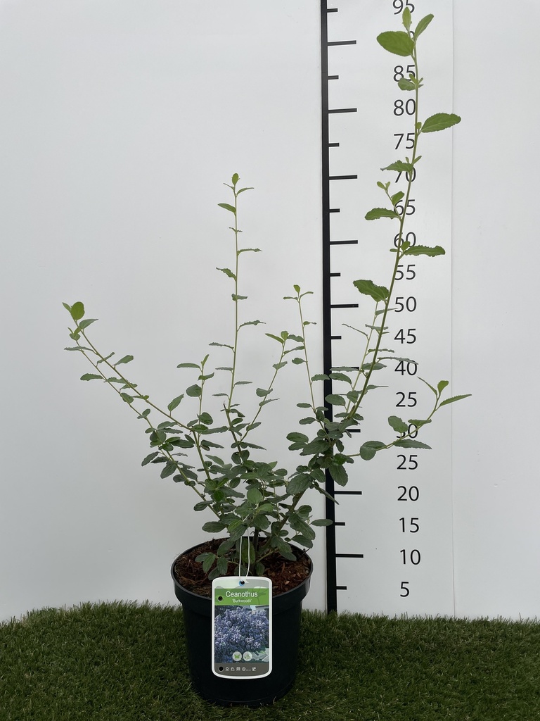 Ceanothus  Burkwoodii C3 40-50