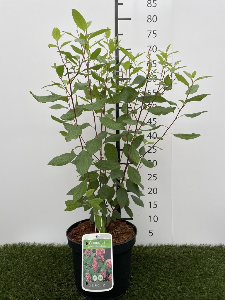 Ceanothus pallidus Marie Simon C3 40-50