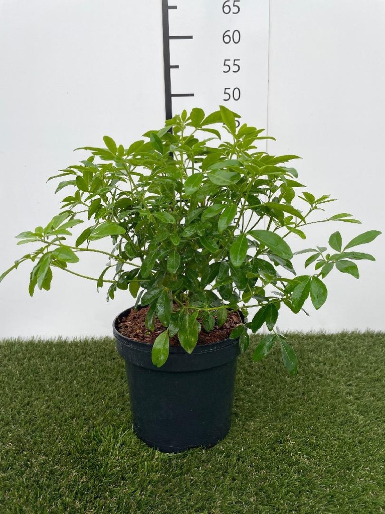 Choisya  Ternata C3 30-40