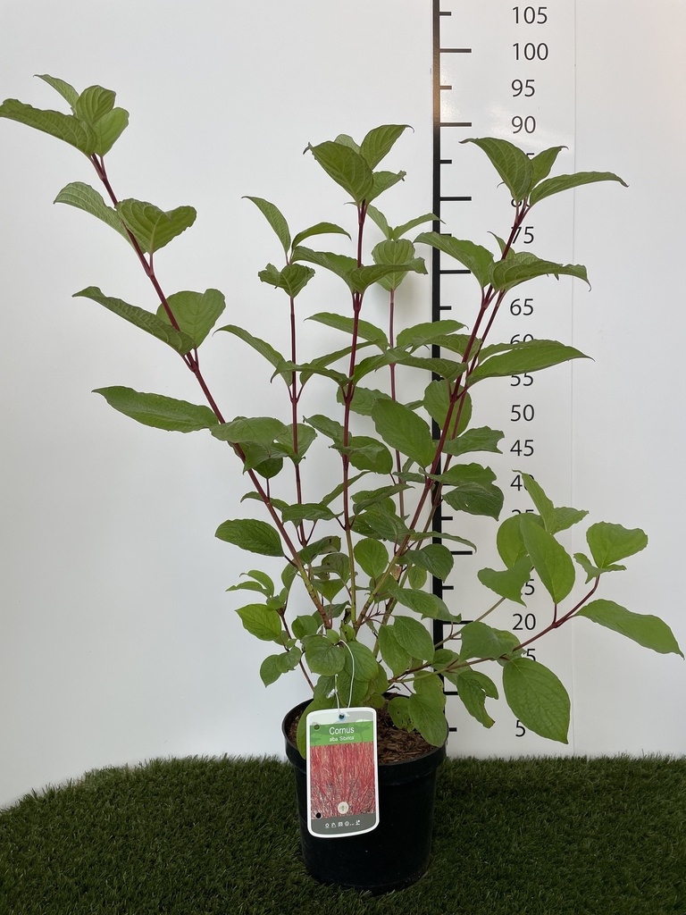 Cornus alba Sibirica C3 60-80