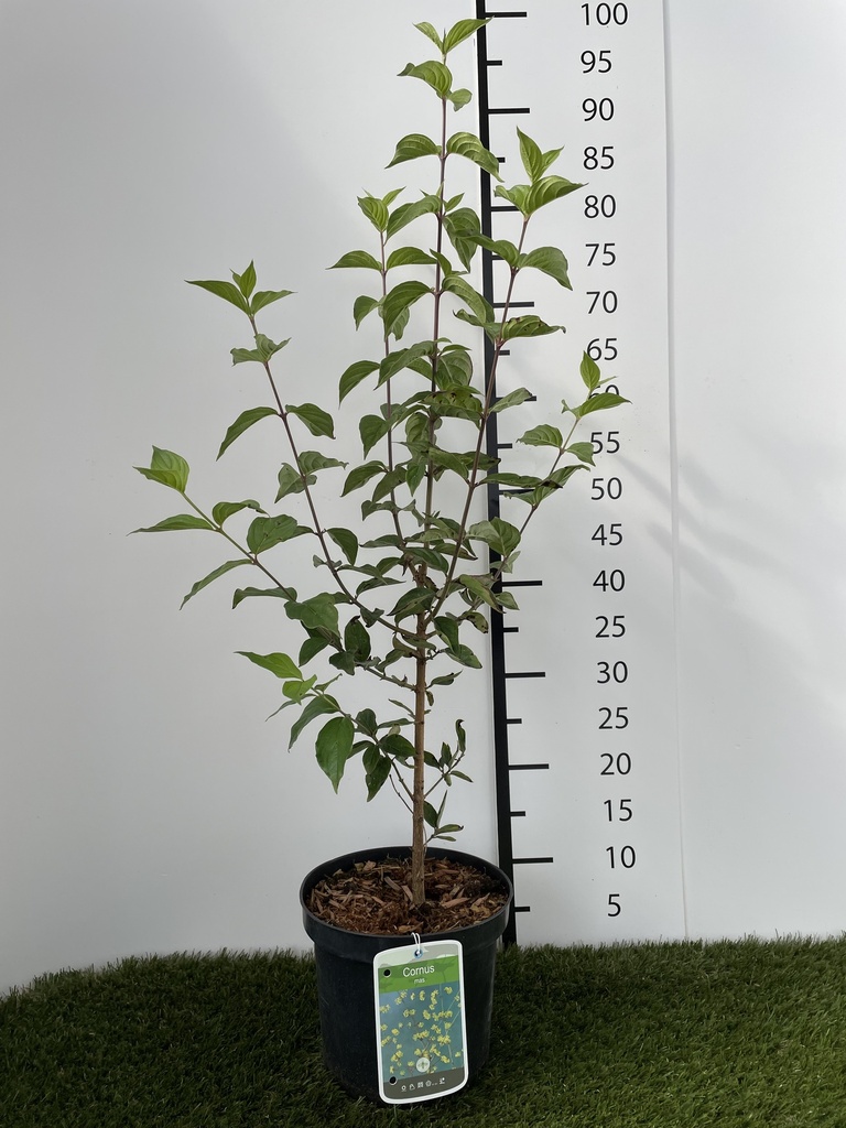 Cornus  Mas C3 50-60