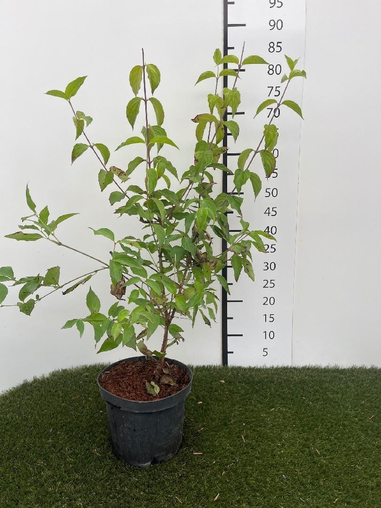 Cornus  Mas C3 60-80