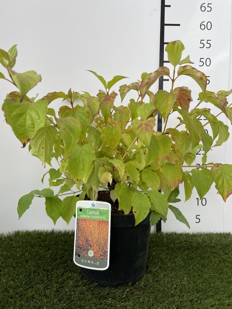 Cornus sanguinea Midwinter Fire C3 40-50