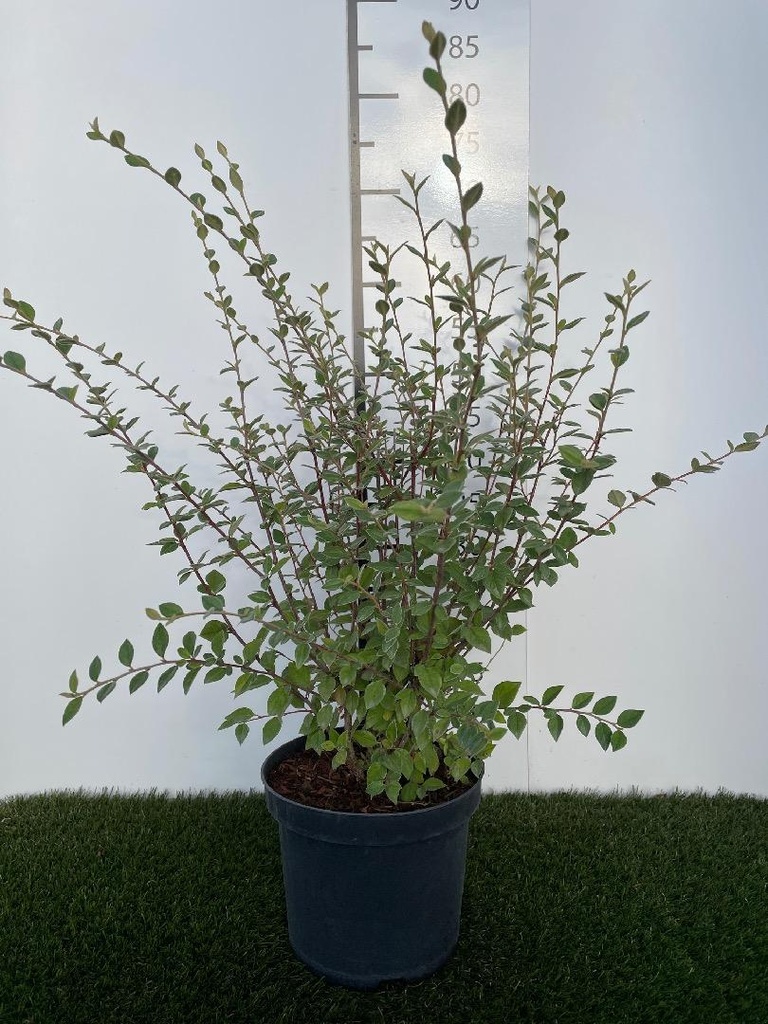 Cotoneaster  franchetii C3 60-80