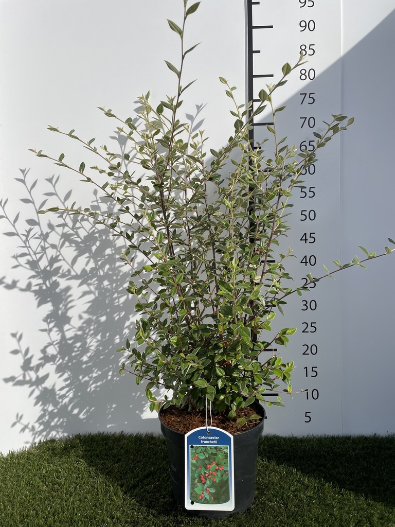 Cotoneaster  franchetii C3 60-80