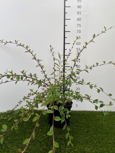 Cotoneaster  Lacteus C3 40-60