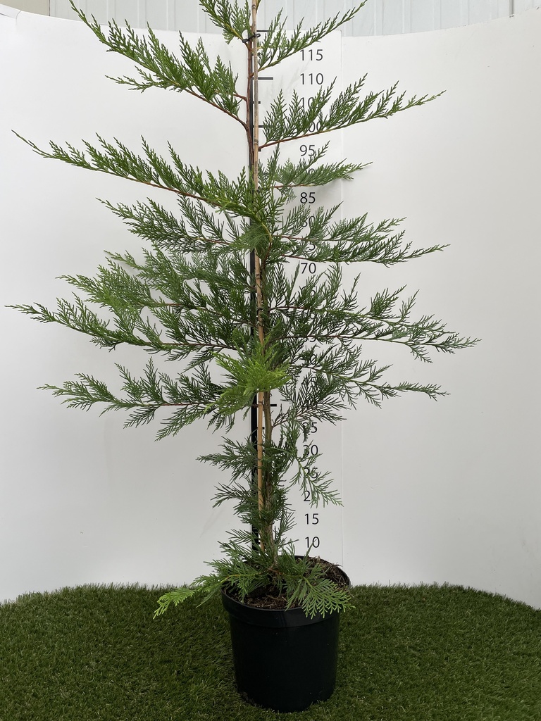 Cupressocyparis  Leylandii C4 100-125