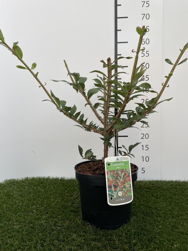 Euonymus  alatus C3 30-40