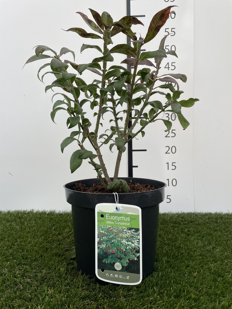 Euonymus  alatus Compactus C3 30-40