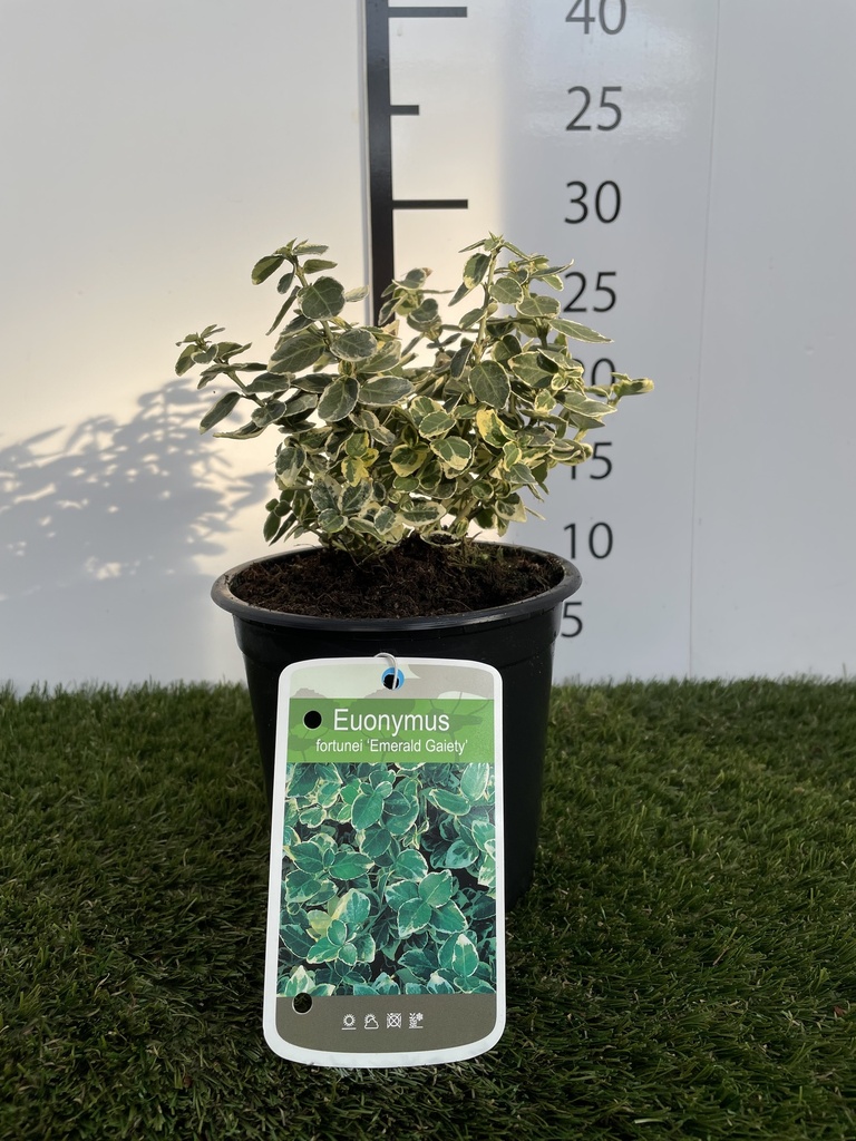 Euonymus  fort. Emerald Gaiety C1,5 15-20