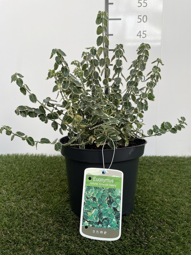 Euonymus  fortunei Emerald Gaiety C3 20-30