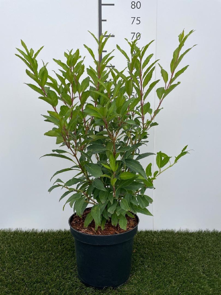 Forsythia  intermedia Lynwood C3 50-60