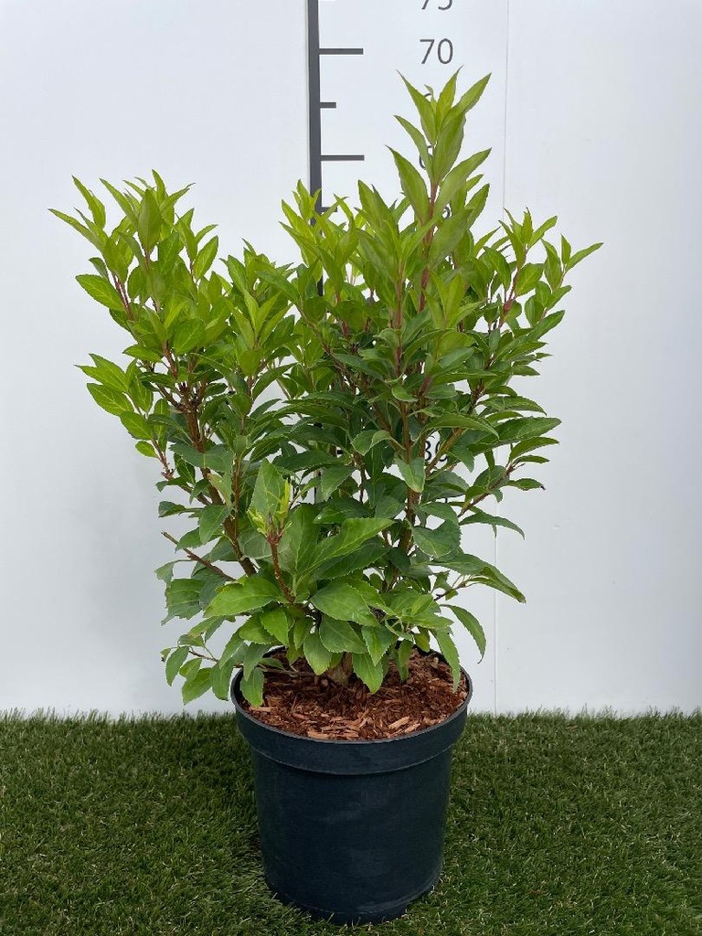 Forsythia  intermedia Week-End C3 50-60