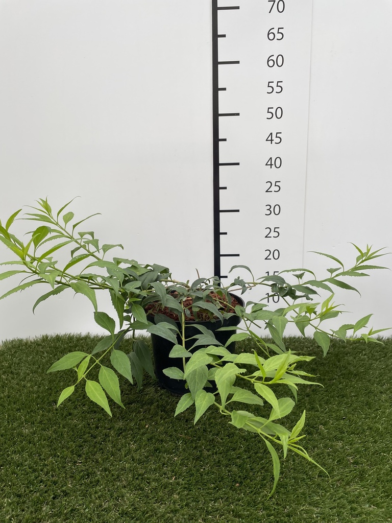 Forsythia Marée d'Or C3 25-30