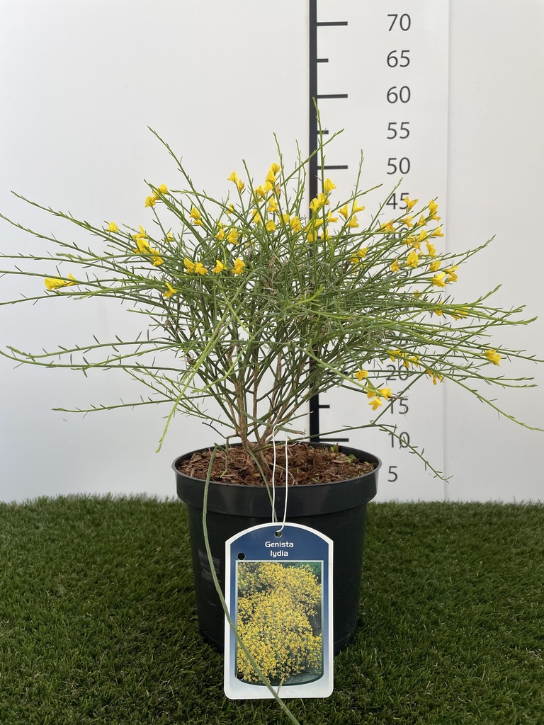 Genista  Lydia C3 30-40
