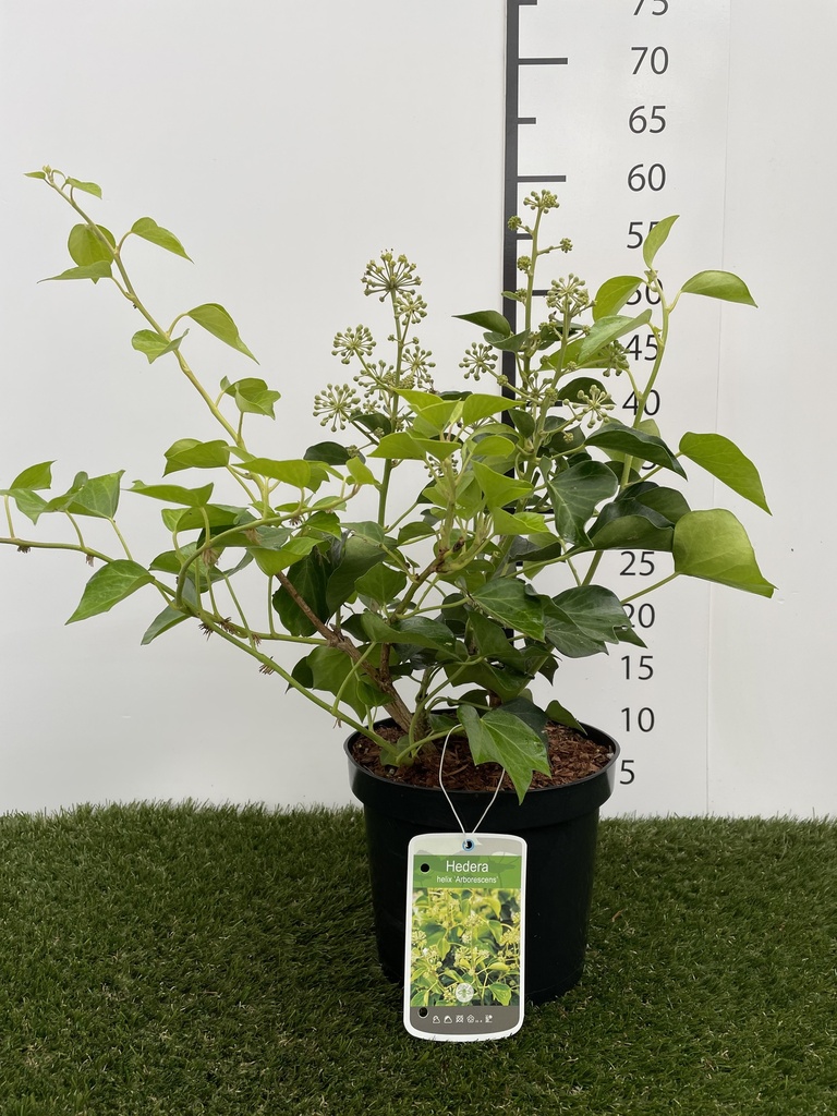 Hedera  helix Arborescens C3 30-40