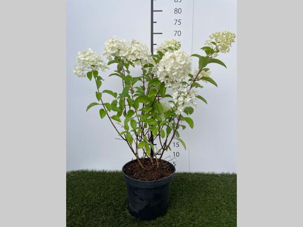 Hydrangea  paniculata Bobo C3 40-50