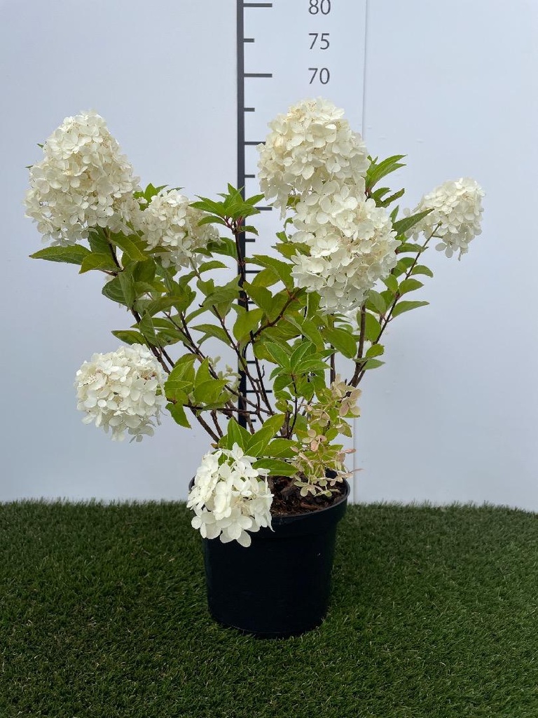Hydrangea  paniculata Grandiflora C3 40-50