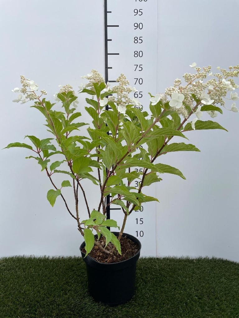 Hydrangea  paniculata Kyushu C3 40-50
