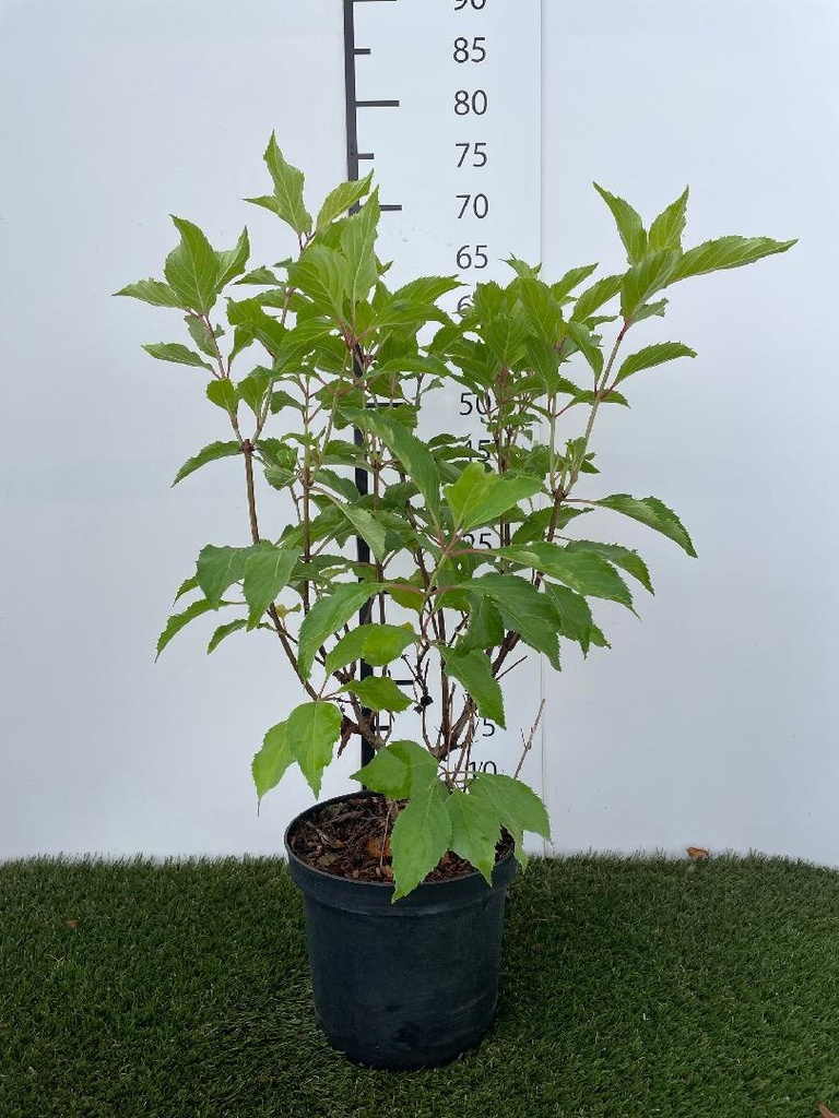 Hydrangea  paniculata Levana C3 40-50