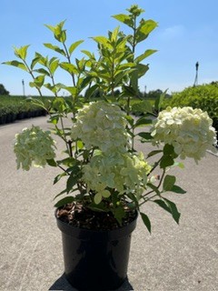 Hydrangea  paniculata Limelight C3 40-50