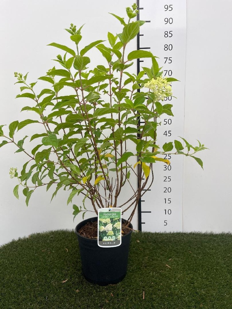 Hydrangea  paniculata Limelight C3 40-50